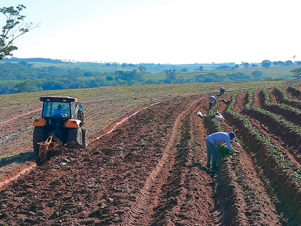 Plantação de Batata Doce